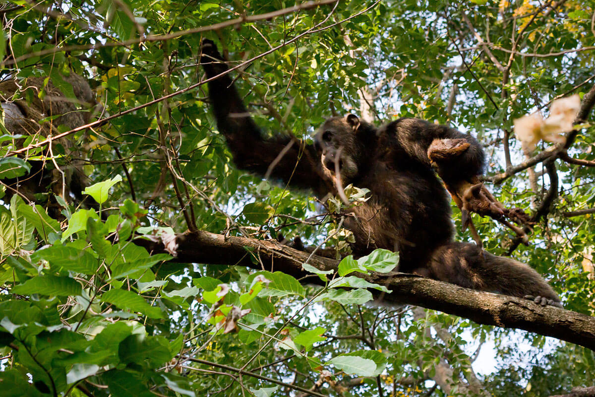 What is the Best Time of Year for Chimpanzee Tracking in Uganda?