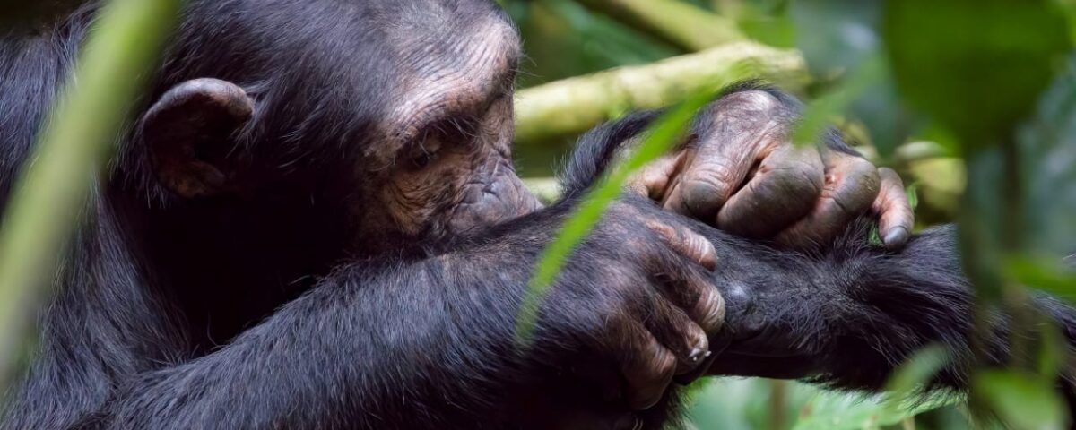 Can I Combine Golden Monkey Tracking with Gorilla or Chimpanzee Safaris?