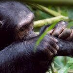 Can I Combine Golden Monkey Tracking with Gorilla or Chimpanzee Safaris?