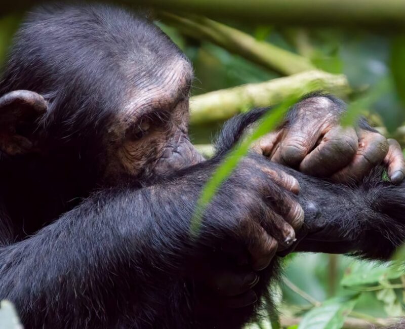 Can I Combine Golden Monkey Tracking with Gorilla or Chimpanzee Safaris?