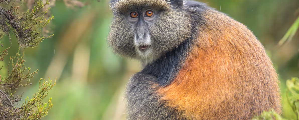 Are Golden Monkey Treks Suitable for Families?