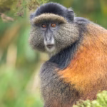 Are Golden Monkey Treks Suitable for Families?