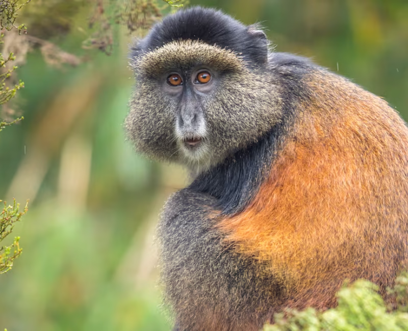 Are Golden Monkey Treks Suitable for Families?