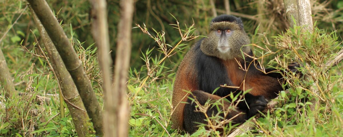 How Long Does a Typical Golden Monkey Tracking Safari Last?