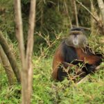 How Long Does a Typical Golden Monkey Tracking Safari Last?