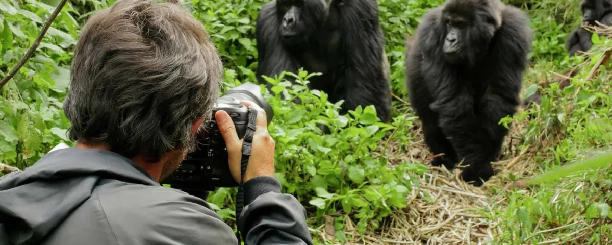 How Close Can I Get to the Gorillas During a Gorilla Trekking?