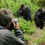 How Close Can I Get to the Gorillas During a Gorilla Trekking?