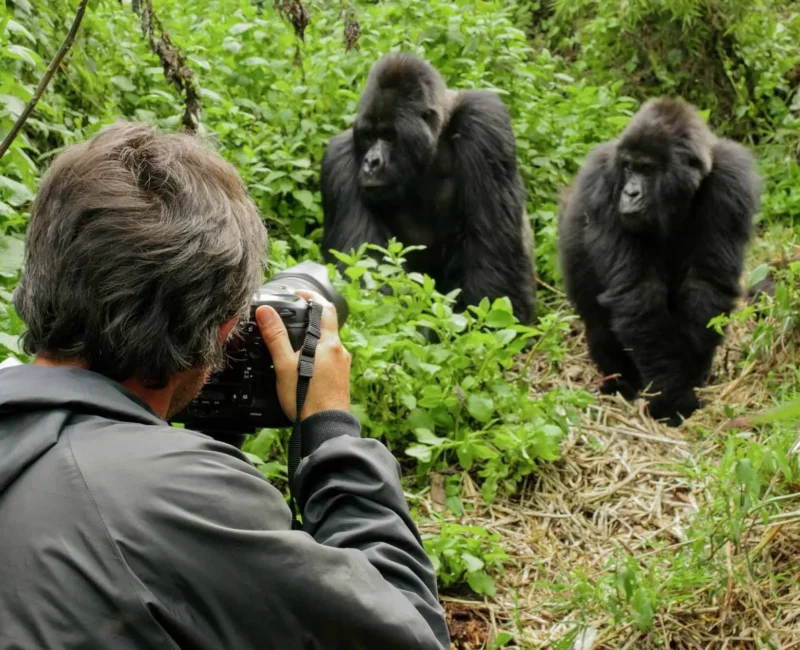 How Close Can I Get to the Gorillas During a Gorilla Trekking?