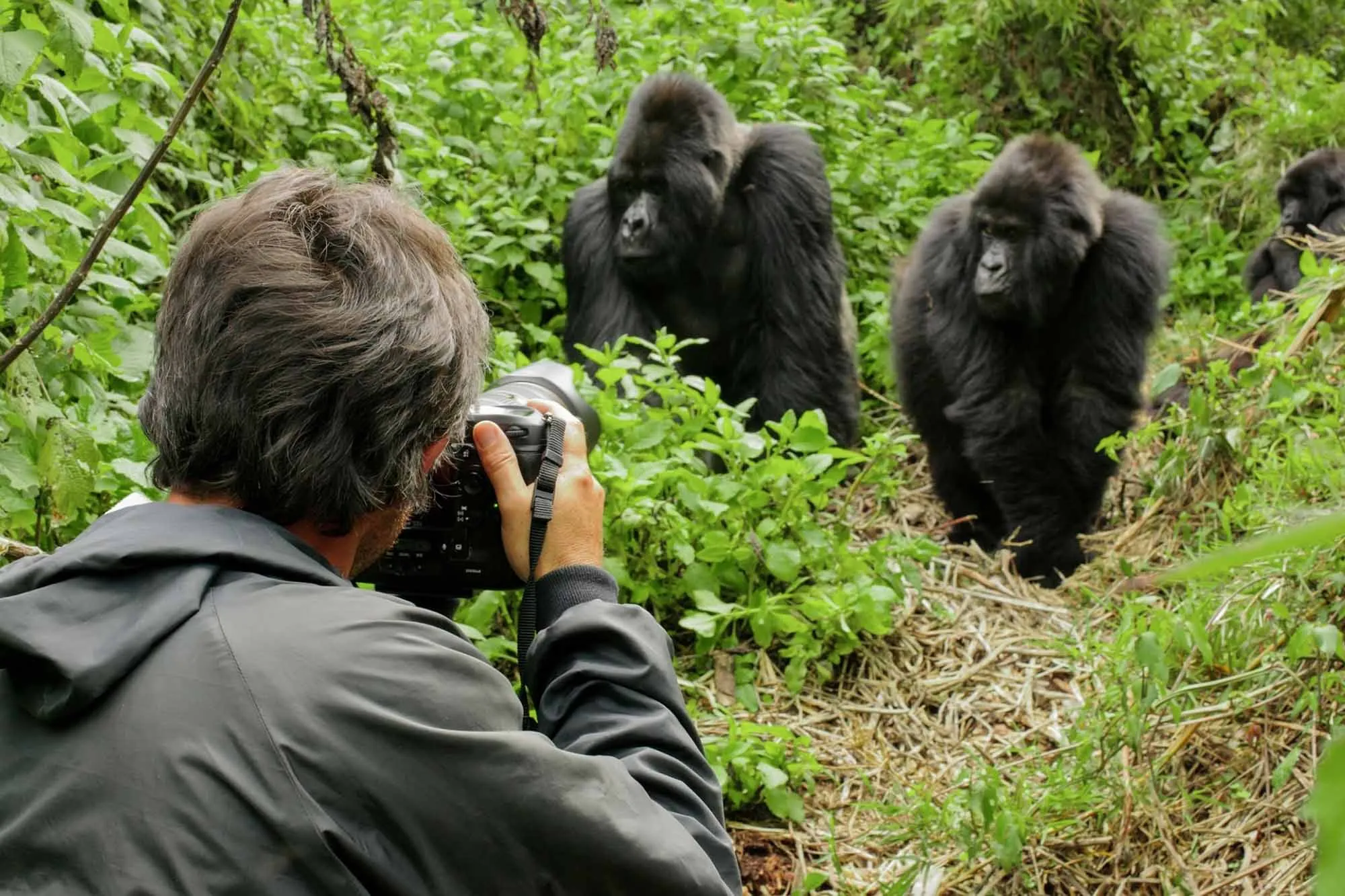 How Close Can I Get to the Gorillas During a Gorilla Trekking?