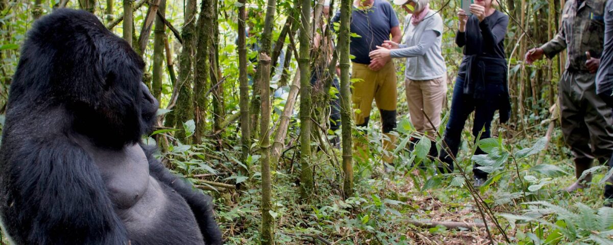 How Do Gorilla Trekking Safaris Contribute to Local Communities?