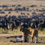 How Far in Advance Should I Book My Great Migration Safari?