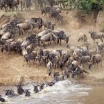 How Many Days Do I Need for a Great Migration Safari?