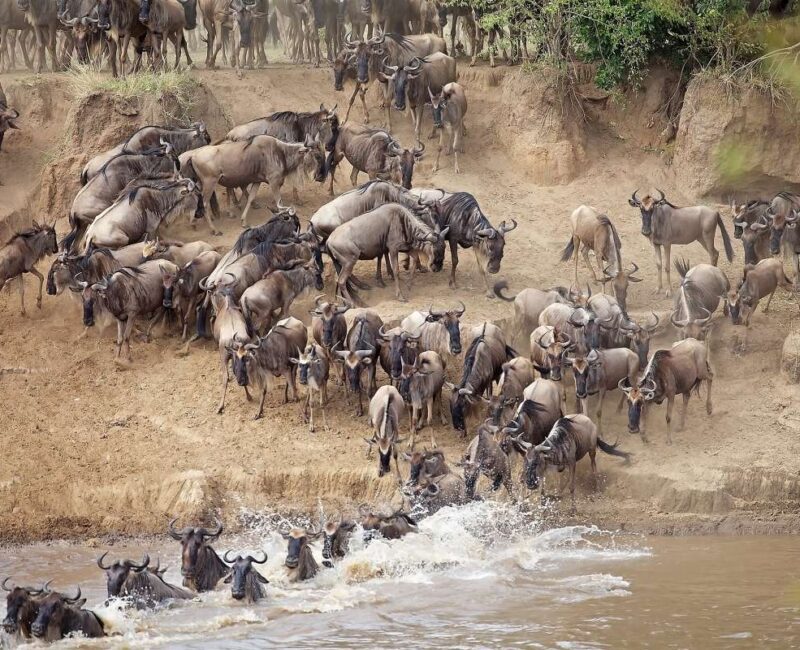 How Many Days Do I Need for a Great Migration Safari?
