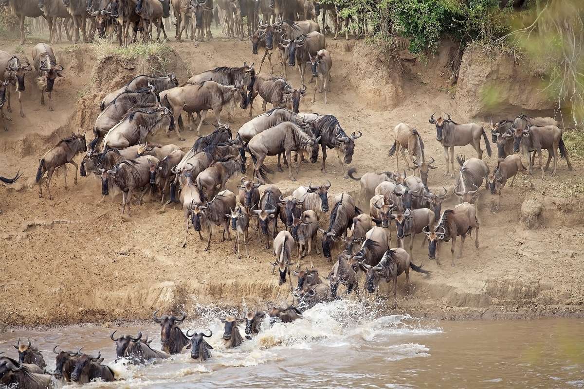 How Many Days Do I Need for a Great Migration Safari?