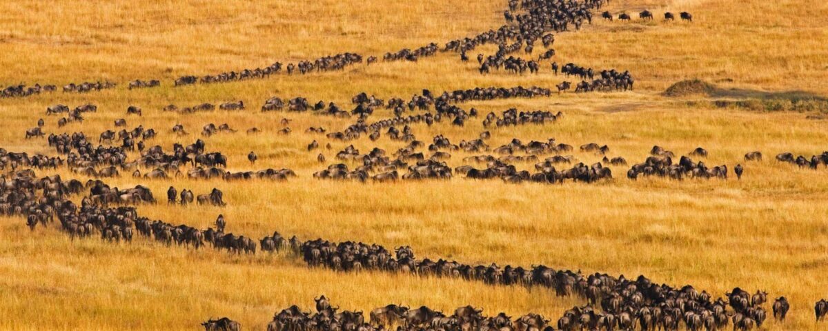 How Many Wildebeests Participate in the Great Migration?