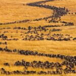 How Many Wildebeests Participate in the Great Migration?