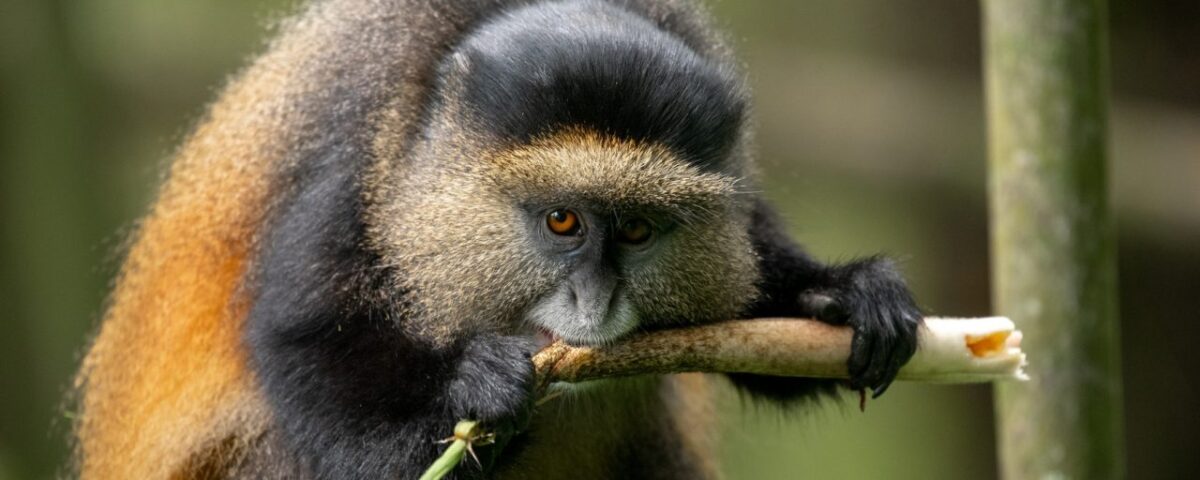How Much Is a Golden Monkey Tracking Permit in Rwanda?