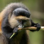 How Much Is a Golden Monkey Tracking Permit in Rwanda?