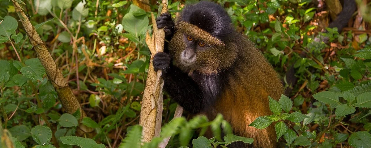 How Physically Challenging Is Golden Monkey Tracking?