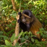 How Physically Challenging Is Golden Monkey Tracking?