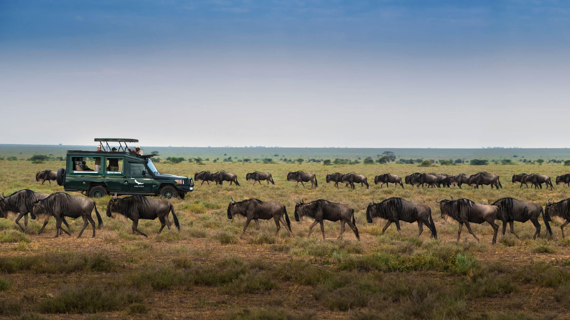 Is It Better to Fly or Drive Between Parks During the Great Migration?