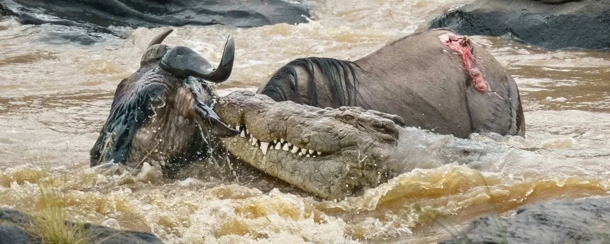 Is It Safe to Visit During River Crossings with Crocodiles?