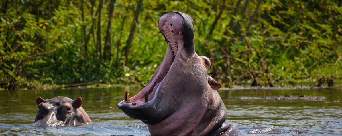 Is Murchison Falls a Good Destination for Uganda Wildlife Safaris?