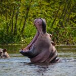 Is Murchison Falls a Good Destination for Uganda Wildlife Safaris?