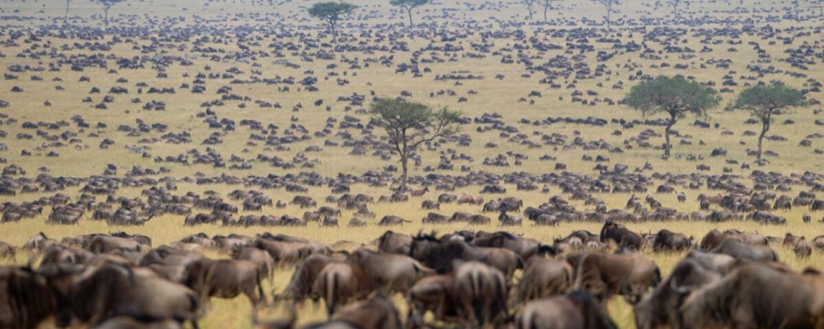 How Long Does the Great Migration Last Each Year?
