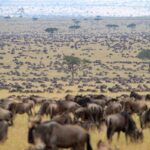 How Long Does the Great Migration Last Each Year?