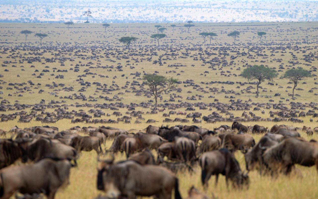 How Long Does the Great Migration Last Each Year?