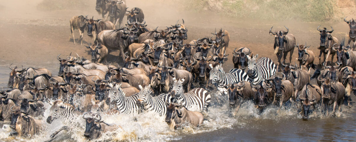 What Animals Are Involved in the Great Migration?