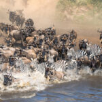 What Animals Are Involved in the Great Migration?
