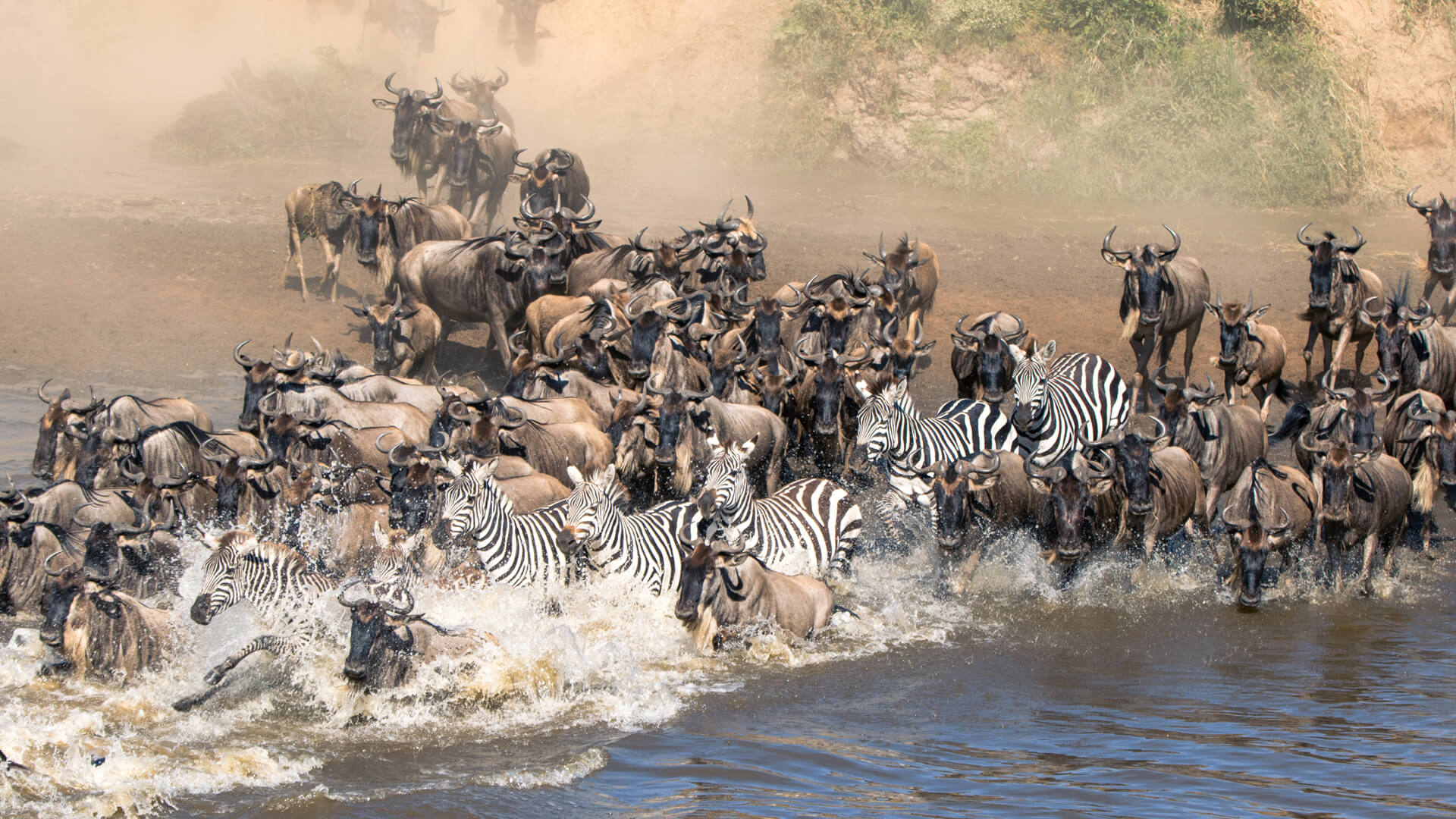 What Animals Are Involved in the Great Migration?