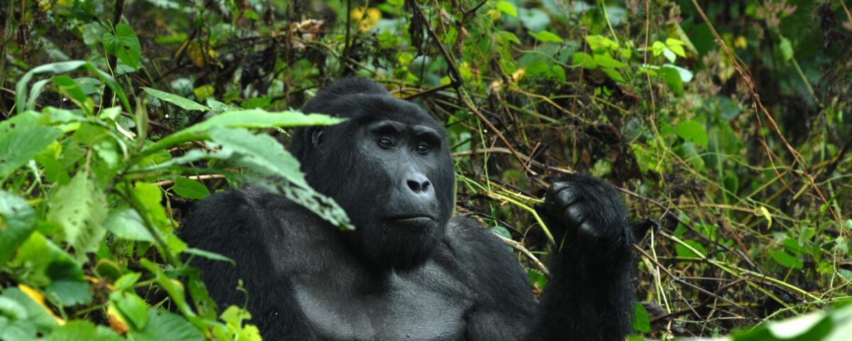 What Are the Best Destinations for Uganda Safaris?