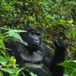 What Are the Best Destinations for Uganda Safaris?