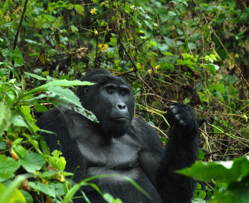 What Are the Best Destinations for Uganda Safaris?