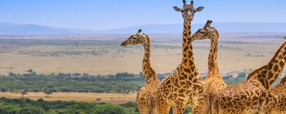 What Are the Best Destinations for Wildlife Safaris in East Africa?