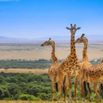 What Are the Best Destinations for Wildlife Safaris in East Africa?