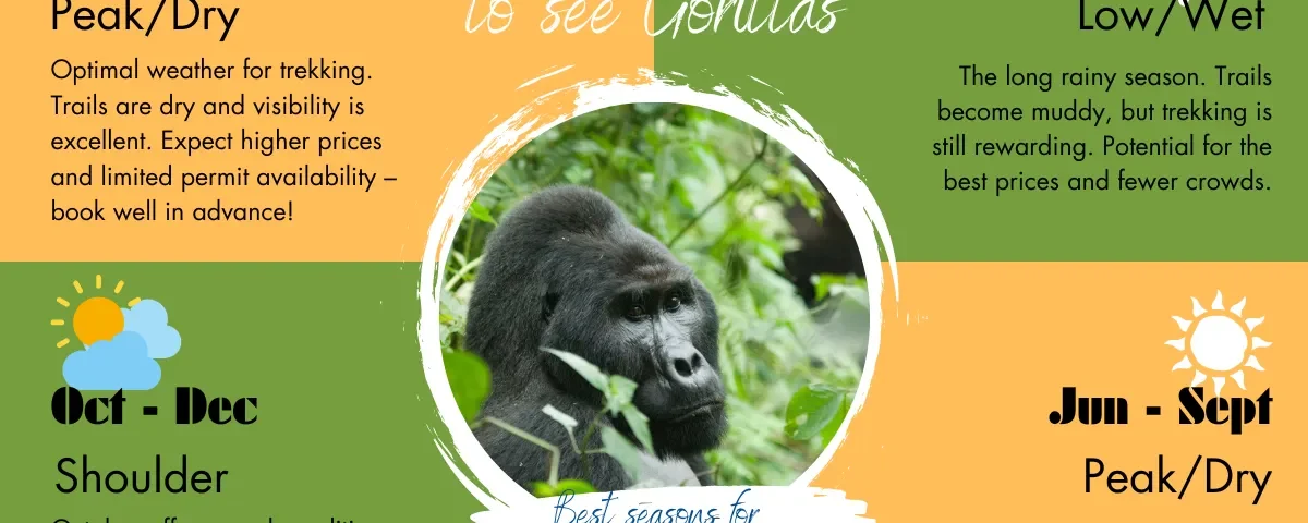 What Are the Best Months to Go Gorilla Trekking in Uganda?