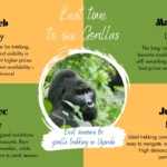 What Are the Best Months to Go Gorilla Trekking in Uganda?
