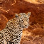 What Are the Most Photographed Animals in East Africa?