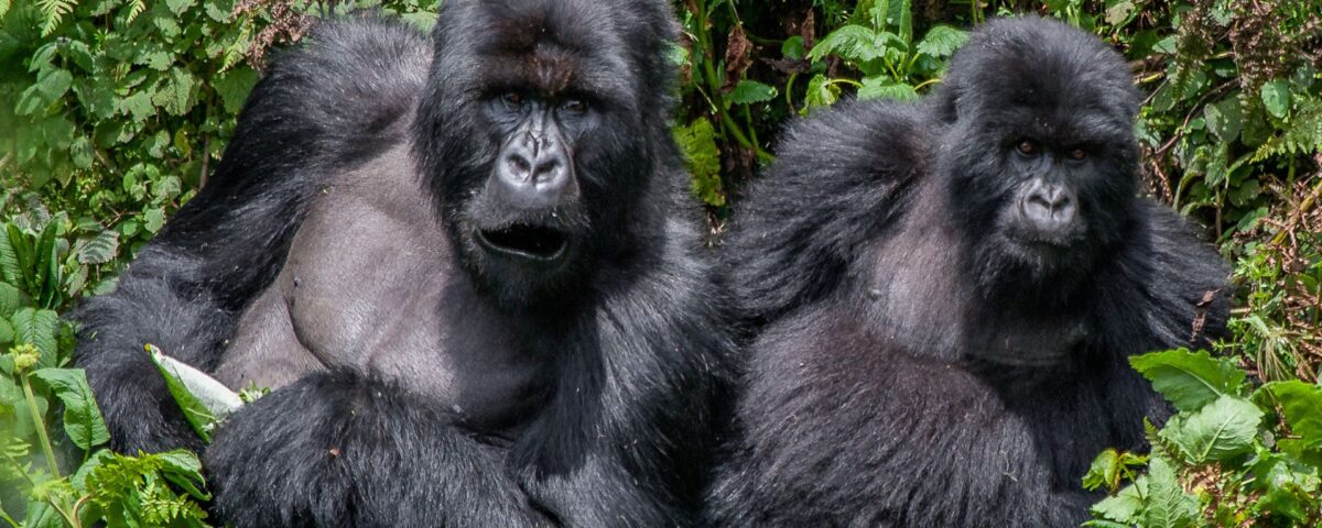 What Conservation Efforts Protect Gorillas in Uganda and Rwanda?