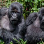 What Conservation Efforts Protect Gorillas in Uganda and Rwanda?