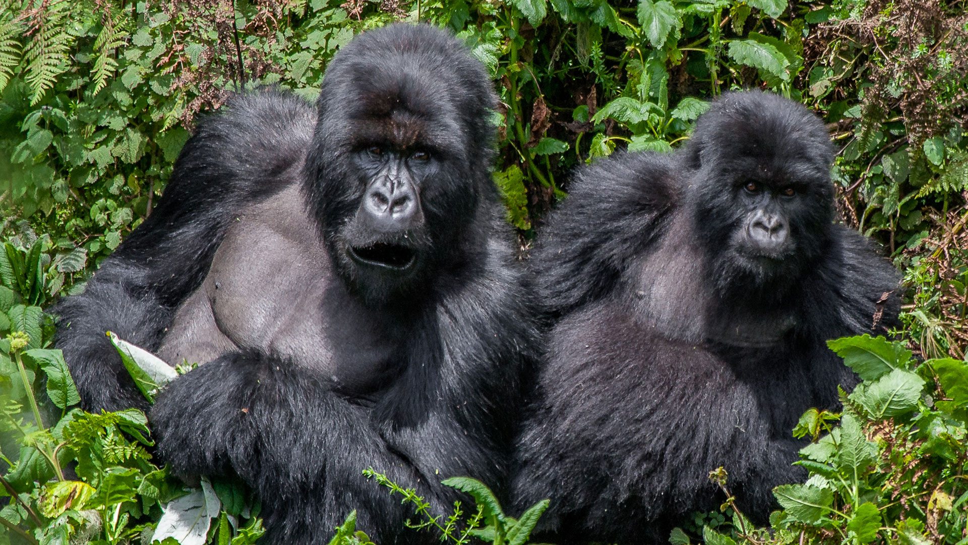 What Conservation Efforts Protect Gorillas in Uganda and Rwanda?