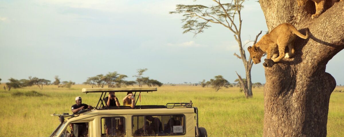 What Is the Best Time for Game Drives in Tanzania?