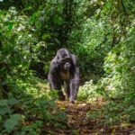 What Makes Bwindi Impenetrable Forest Special?