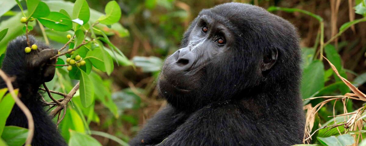 What Makes Gorilla Trekking in Uganda Unique Compared to Rwanda?
