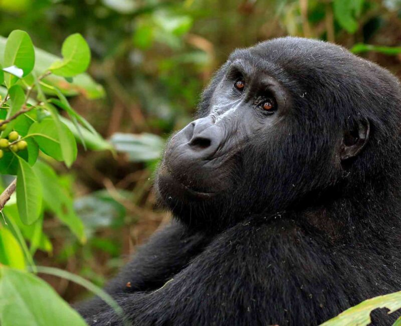 What Makes Gorilla Trekking in Uganda Unique Compared to Rwanda?