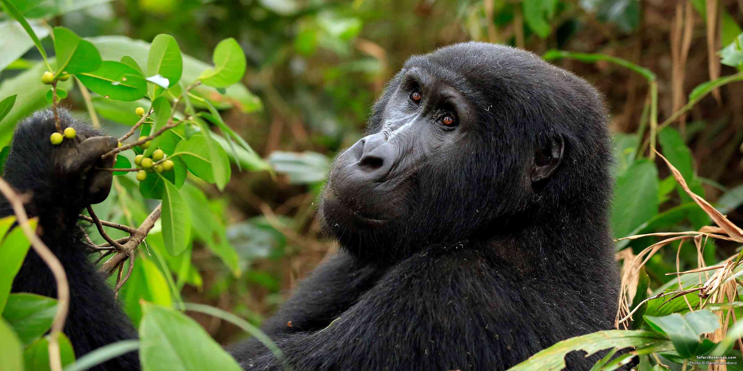 What Makes Gorilla Trekking in Uganda Unique Compared to Rwanda?